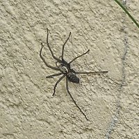 ****** :: ИННА ПОРОХОВА