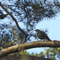 ****** :: ИННА ПОРОХОВА