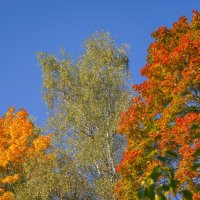 Палитра сентября... :: Владимир Жданов Палитра сентября... :: Владимир Жданов