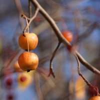 Яблочки :: Наталия Григорьева