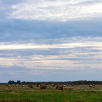 Вечернее поле :: Александр 