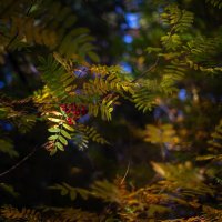 Осенние сюжеты :: Павел Харлин