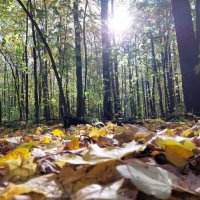 Золотая осень :: Рустам Кашапов