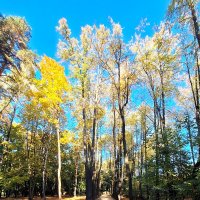 Осенний пейзаж :: Наталья 
