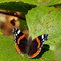 опять про бабочек 22 :: Александр Прокудин опять про бабочек 22 :: Александр Прокудин