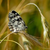 опять про бабочек 25 :: Александр Прокудин