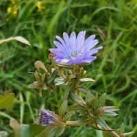 Сентябрь. Городские цветы :: Наталья Герасимова