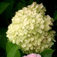 Цветы сентября :: Наталья Герасимова