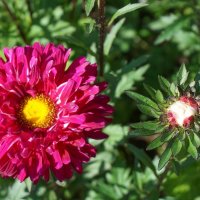 Цветы осени :: Ольга 