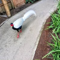 Серебряный фазан :: Veera V Серебряный фазан :: Veera V