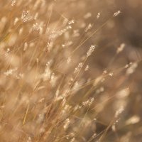 **** :: Елизавета .