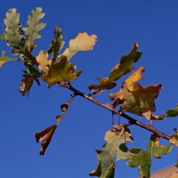 Осенняя веточка дуба. :: сергей ермошкин Осенняя веточка дуба. :: сергей ермошкин