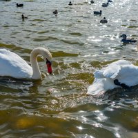 лебеди :: Дмитрий Лупандин лебеди :: Дмитрий Лупандин