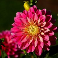 Доброе утро :: Юрий. Шмаков