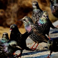 Задержались на юге... :: Николай Саржанов