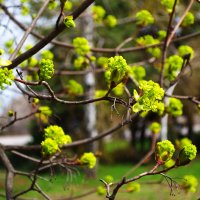 Молодые листья клёна остролистного :: Александр Лычагин Молодые листья клёна остролистного :: Александр Лычагин