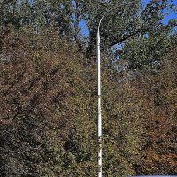 Солнечное утро :: Юрий Гайворонскiий