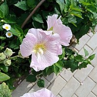 Цветы. :: Владимир Драгунский