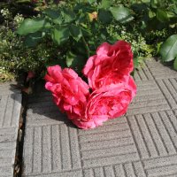 Городские цветы... :: Ольга 