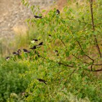 Ласточки :: Игорь Сикорский