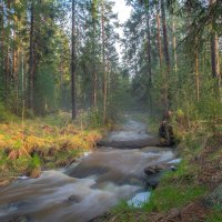 В осеннем лесу :: Vladimbormotov