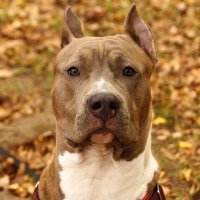 Ричард :: kolyeretka 