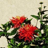 Георгины :: Рита Симонова Георгины :: Рита Симонова