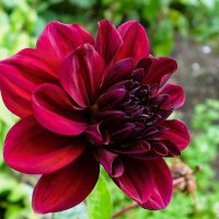 Георгина :: Рита Симонова