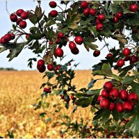 Картинка осени. :: Валерия Комова