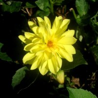 Осеннее солнышко :: Елена Семигина