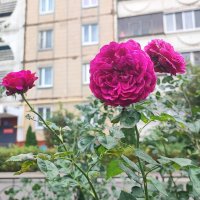 ,,, :: Сергей Тимоновский