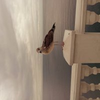 Осень прилетела :: KEMI NOLOV