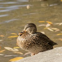 Уточка :: Андрей Пристяжнюк