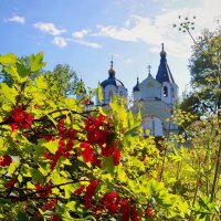 Монастырская сморода :: Ирэна Мазакина