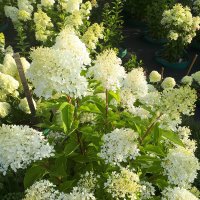 ГОРТЕНЗИЯ :: СЕРГЕЙ ФИЛОЧКИН