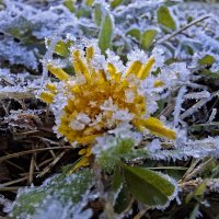 сентябрьские заморозки :: ИРЭН@ . сентябрьские заморозки :: ИРЭН@ .