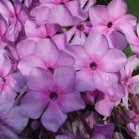 Флоксы :: Freddy 97