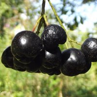 Черноплодная рябина :: Freddy 97