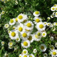 Неромашки :: Елена Елена