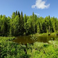 Таёжная речка... :: Николай Гирш