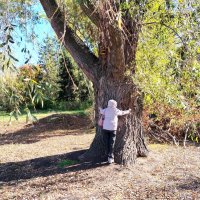 Вот такая ивушка! :: Надежда 