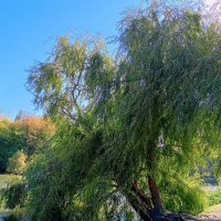 Сентябрь в парке Октября :: Нина Бутко