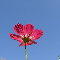 Космея :: Pippa 