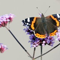 Адмирал 1 октября на ВДНХ :: Михаил Бибичков