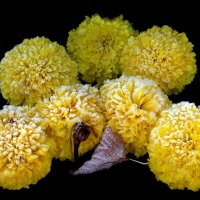 Бархатцы 1 октября на ВДНХ :: Михаил Бибичков Бархатцы 1 октября на ВДНХ :: Михаил Бибичков