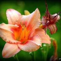 они на радость нам даны :: Олег Лукьянов они на радость нам даны :: Олег Лукьянов