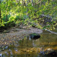 Лесная речка :: Анна Воробьева