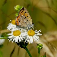 опять про бабочек 26 :: Александр Прокудин