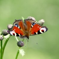 опять про бабочек 29 :: Александр Прокудин опять про бабочек 29 :: Александр Прокудин