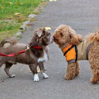 Поцелуй :: Светлана Поцелуй :: Светлана